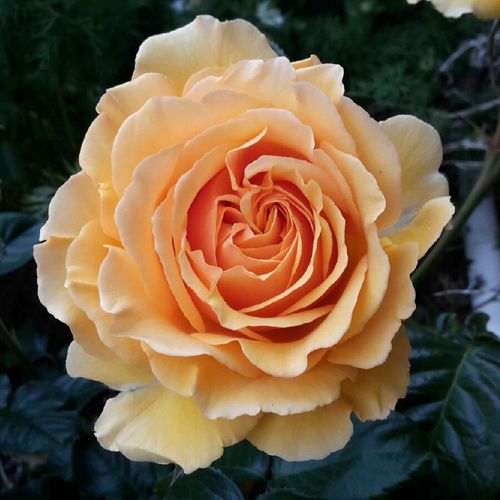 Egyesült Királyság, 1987 - Rózsa - Sweet Dream® - Online rózsa vásárlás